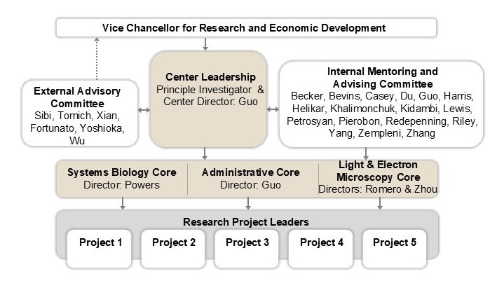 NCIBC Organization Chart