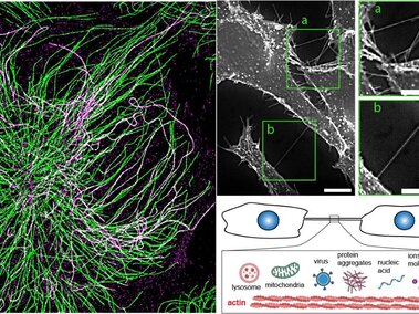 Cytoskeleton cells